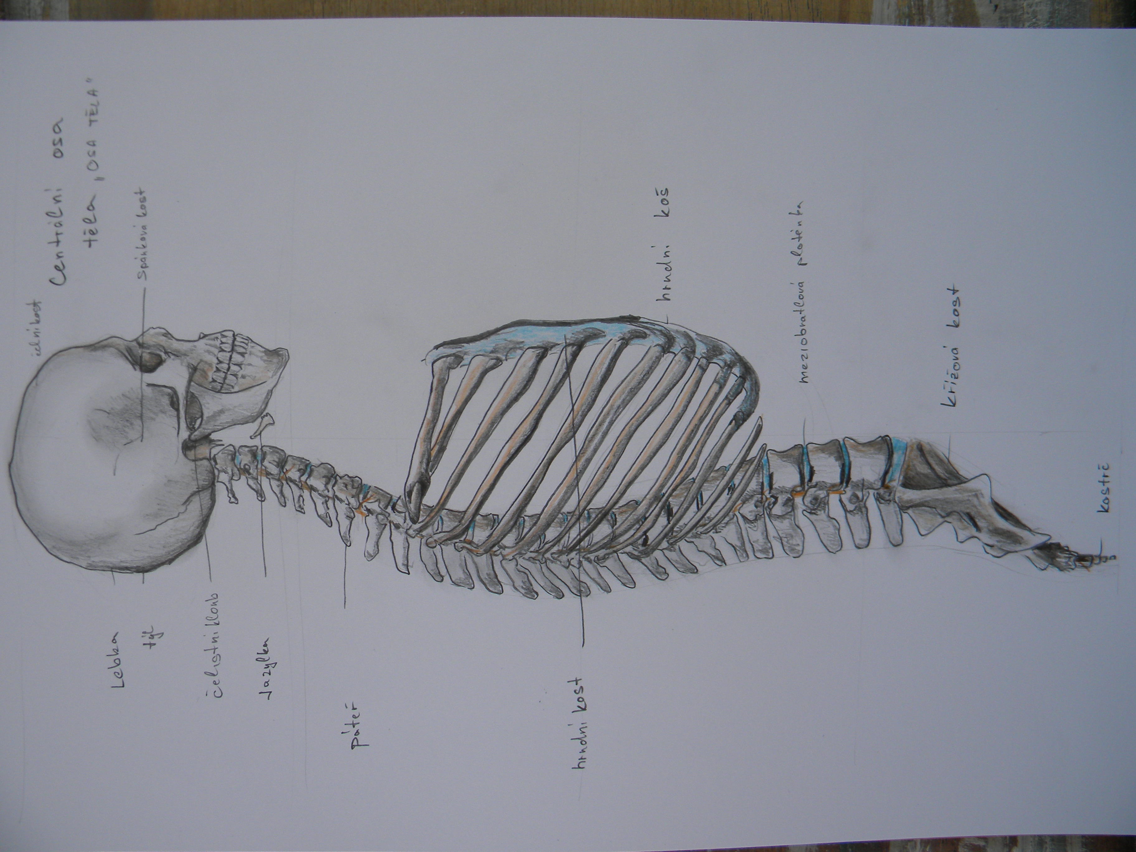 anatomie člověka náčrty tužka na čtvrtce A3 (3)