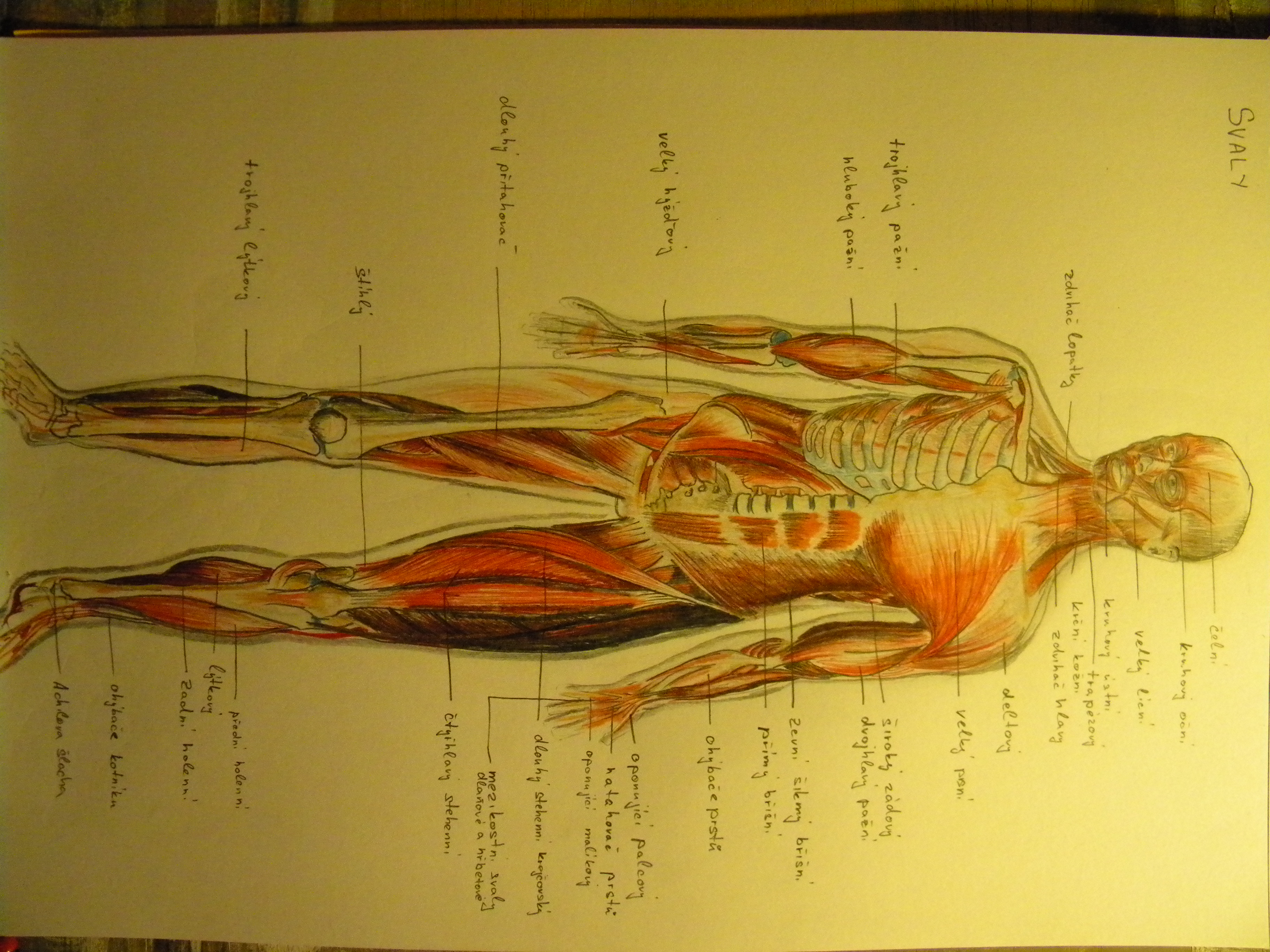 náčrt anatomie člověka svaly tužka a pastelka na čtvrtce