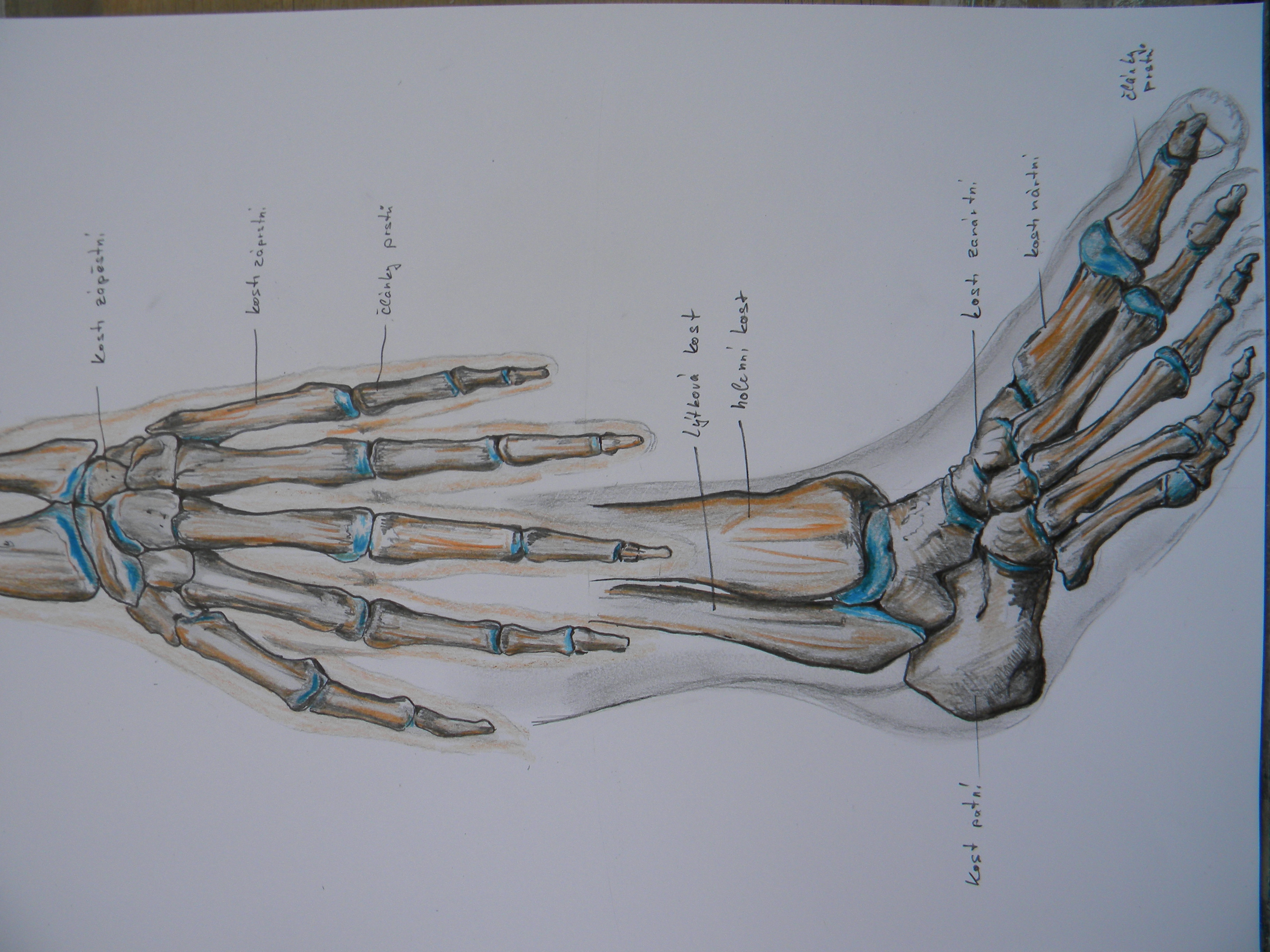 anatomie člověka náčrty tužka na čtvrtce A3 (2)