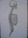 anatomie člověka náčrty tužka na čtvrtce A3 (3)
