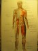 náčrt anatomie člověka svaly tužka a pastelka na čtvrtce