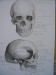 anatomie člověka náčrty tužka na čtvrtce A3